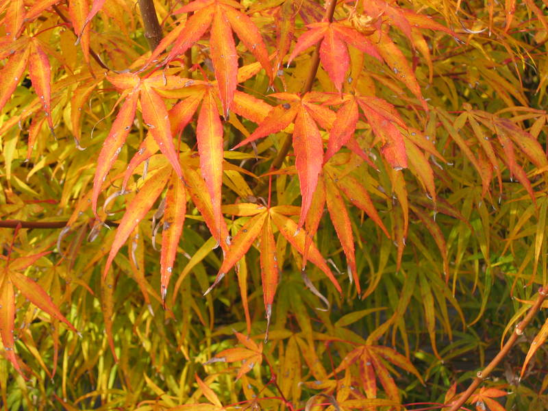 Acer palmatum 'Linearilobum'