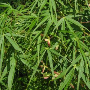 acer-palmatum-linearilobum_2