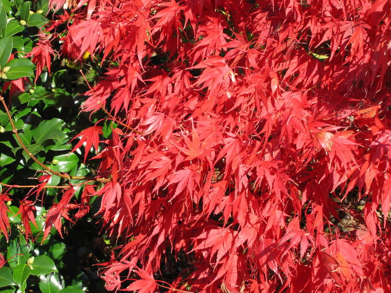 Acer palmatum 'Nicholsonii'