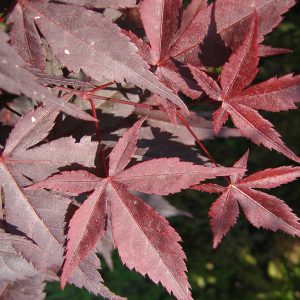 acer-palmatum-okagami