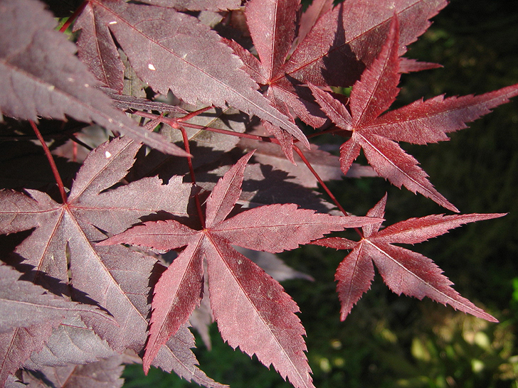 Acer palmatum 'Okagami'
