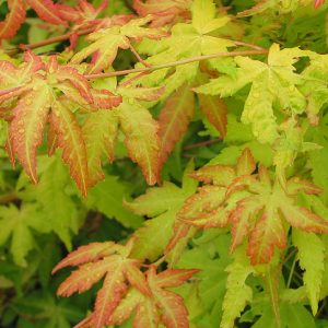 acer-palmatum-orange-dream