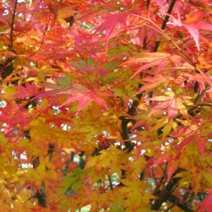 acer-palmatum-orange-dream_3