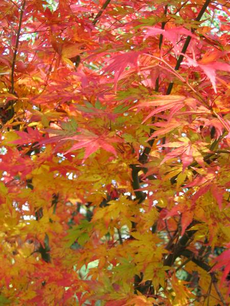 Acer palmatum 'Orange Dream'