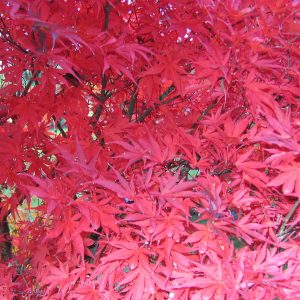 acer-palmatum-osakazuki_2