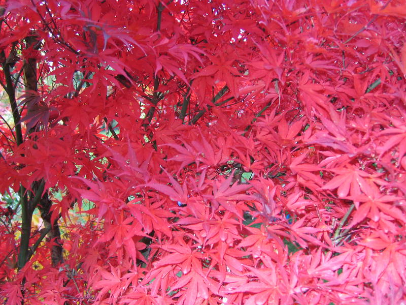Acer palmatum 'Osakazuki'