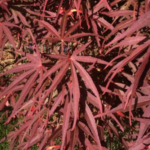 acer-palmatum-red-pygmy