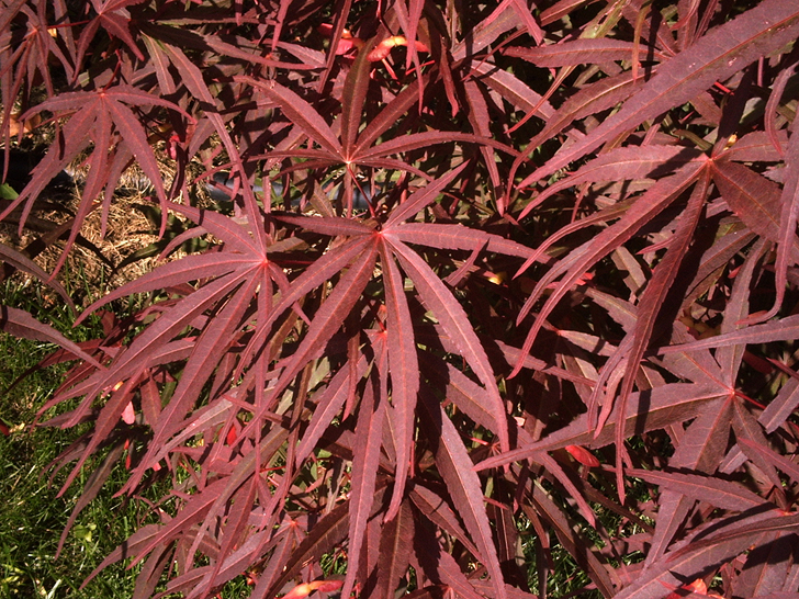 Acer palmatum 'Red Pygmy'