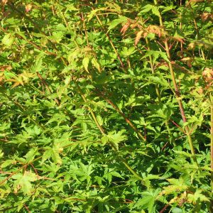 acer-palmatum-redwood