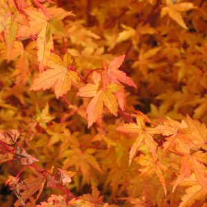 acer-palmatum-redwood_2