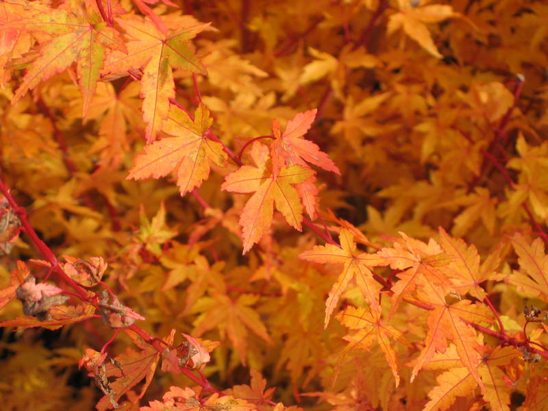 Acer palmatum 'Redwood'