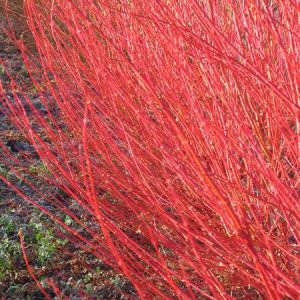 acer-palmatum-redwood_3