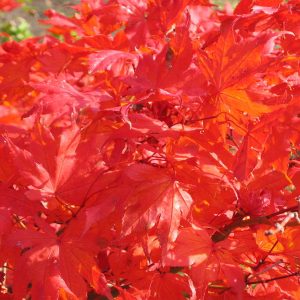 acer-palmatum-reticulatum-red