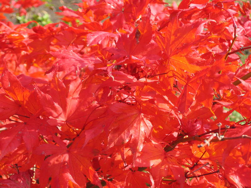 Acer palmatum 'Reticulatum Red' ou 'Aka Shigitatsu Sawa'