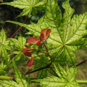 acer-palmatum-reticulatum