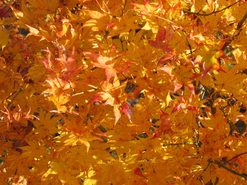 Acer palmatum 'Reticulatum' ou 'Shigitatsu Sawa'