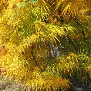 acer-palmatum-scolopendrifolium