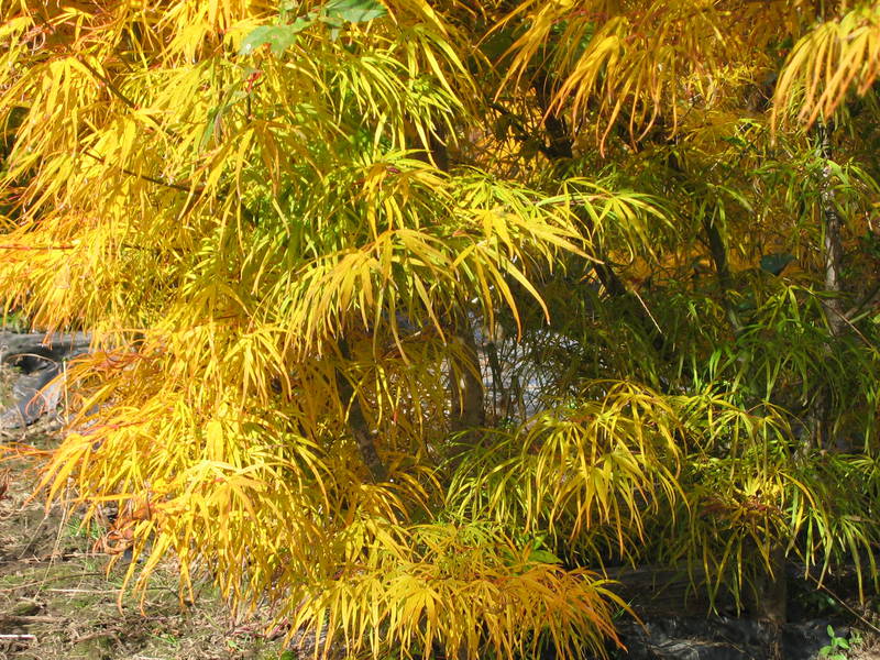 Acer palmatum 'Scolopendrifolium'