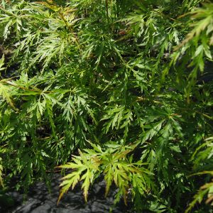 acer-palmatum-seiryu_2