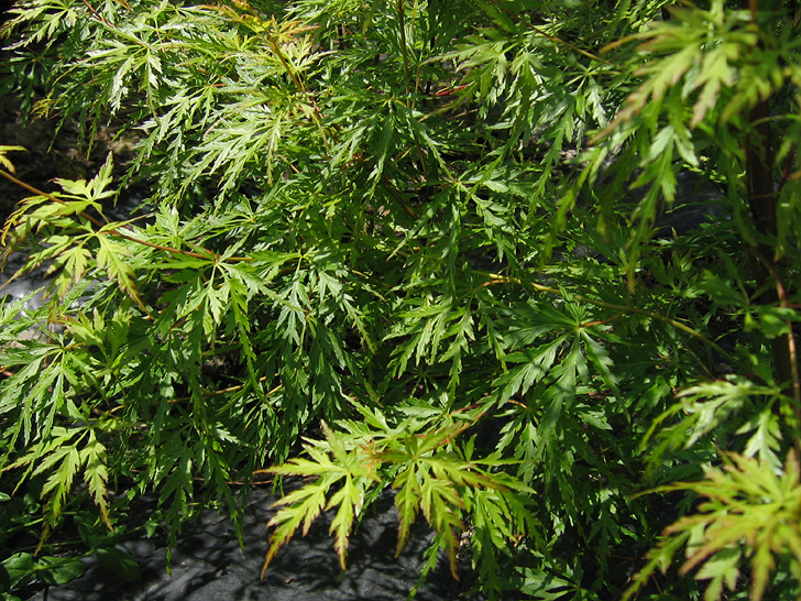Acer palmatum 'Seiryu'