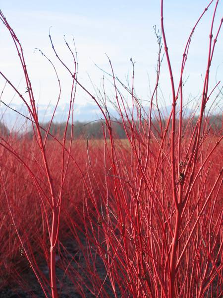 Acer palmatum 'Senkaki' ou 'Sango Kaku'