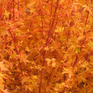 acer-palmatum-senkaki_2