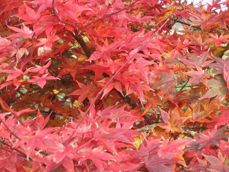 Acer palmatum 'Shin Deshojo'