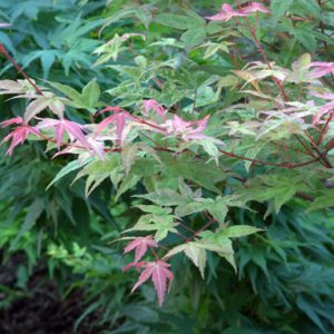 acer-palmatum-shin-deshojo_c2