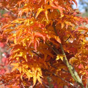 acer-palmatum-shishigashira