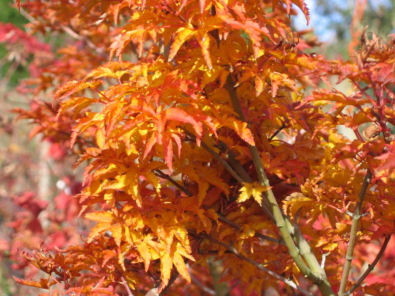 Acer palmatum 'Shishigashira'