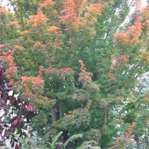 acer-palmatum-shishigashira_2