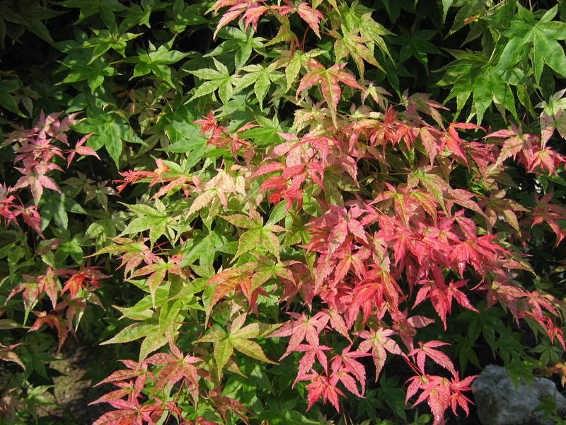 Acer palmatum 'Shishio Improved'