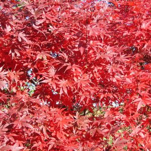 acer-palmatum-skeeters-broom