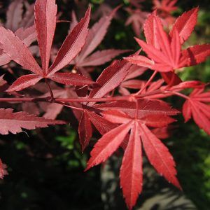 acer-palmatum-skeeters-broom_2