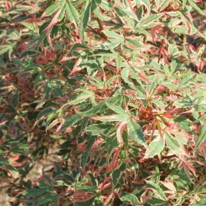 acer-palmatum-tricolor