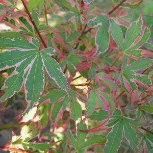 acer-palmatum-tricolor_2