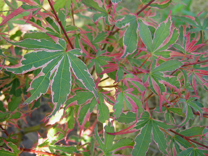 Acer palmatum 'Tricolor'