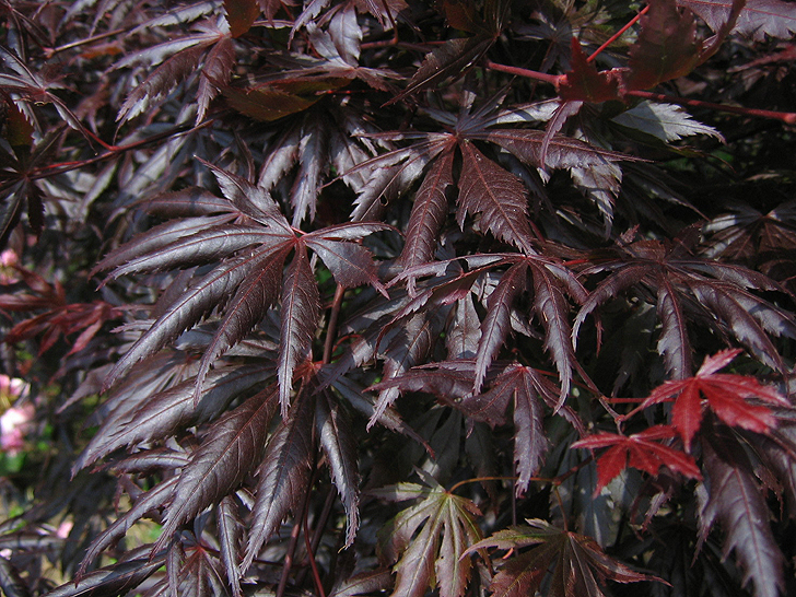 Acer palmatum 'Trompenburg'
