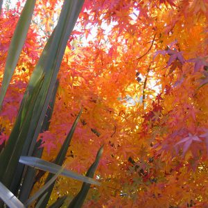 acer-palmatum-ueno-yama