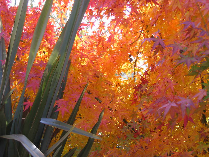 Acer palmatum 'Ueno Yama'