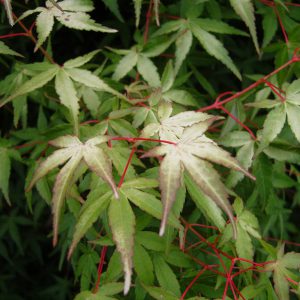 SAMSUNG DIGITAL CAMERA