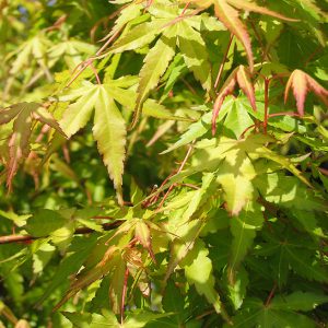 acer-palmatum-ueno-yama_3