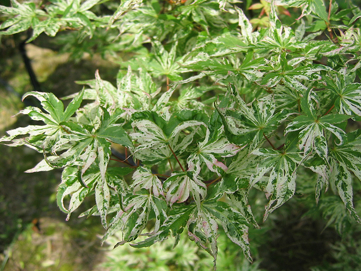 Acer palmatum 'Ukigumo'