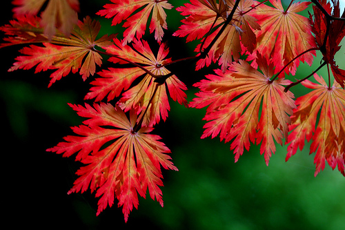 Acer japonicum 'Aconitifolium'