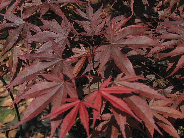 Acer palmatum 'Fire Glow'