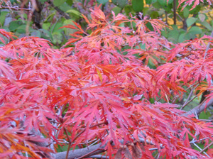 Acer japonicum 'Green cascade'