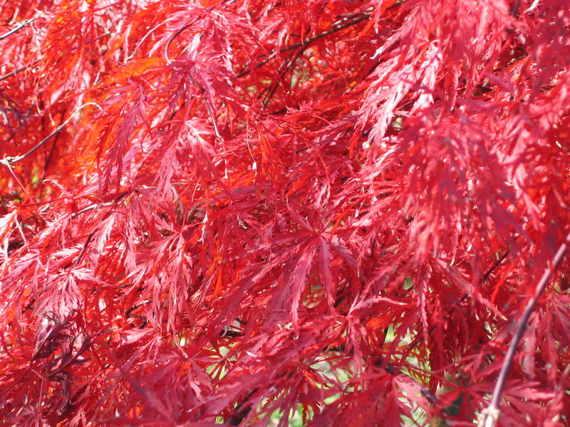 Acer dissectum 'Inaba Shidare'