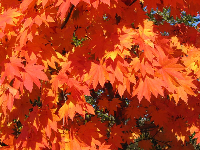 Acer japonicum 'Vitifolium'