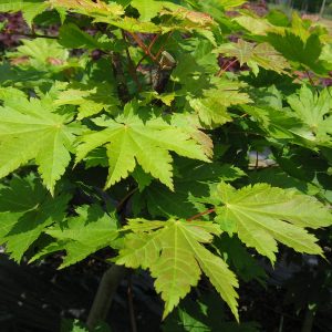 japonicum-vitifolium_2