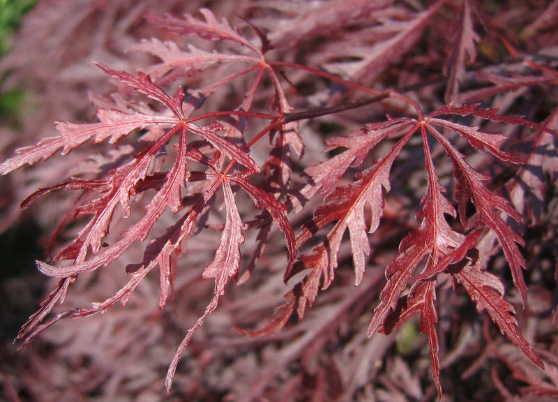Acer dissectum 'Lion Heart'